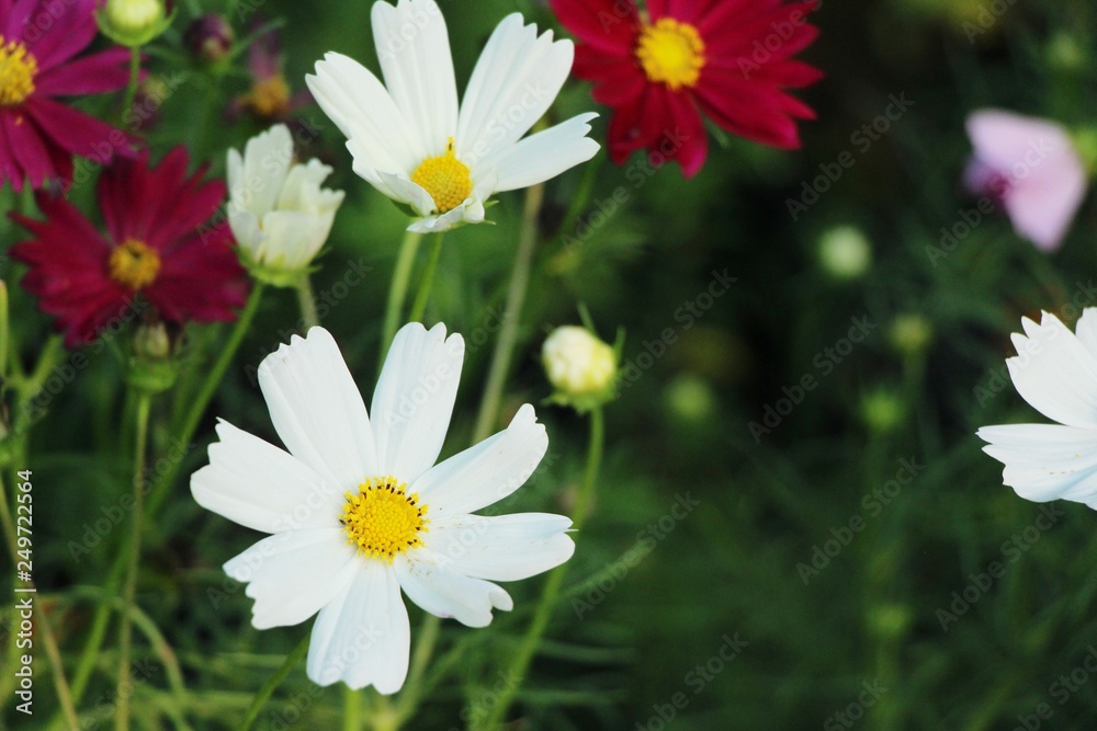 Beautiful cosmos colorful flowers in the garden Beautiful cosmos colorful flowers in the garden