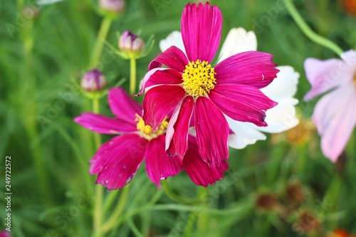 Beautiful cosmos colorful flowers in the garden