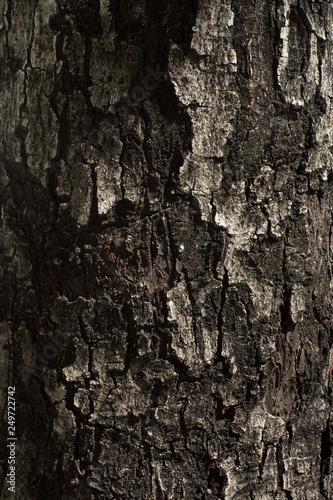 Closeup Texture Bark Of A Tree