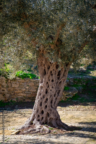 Swiss Cheese Tree photo