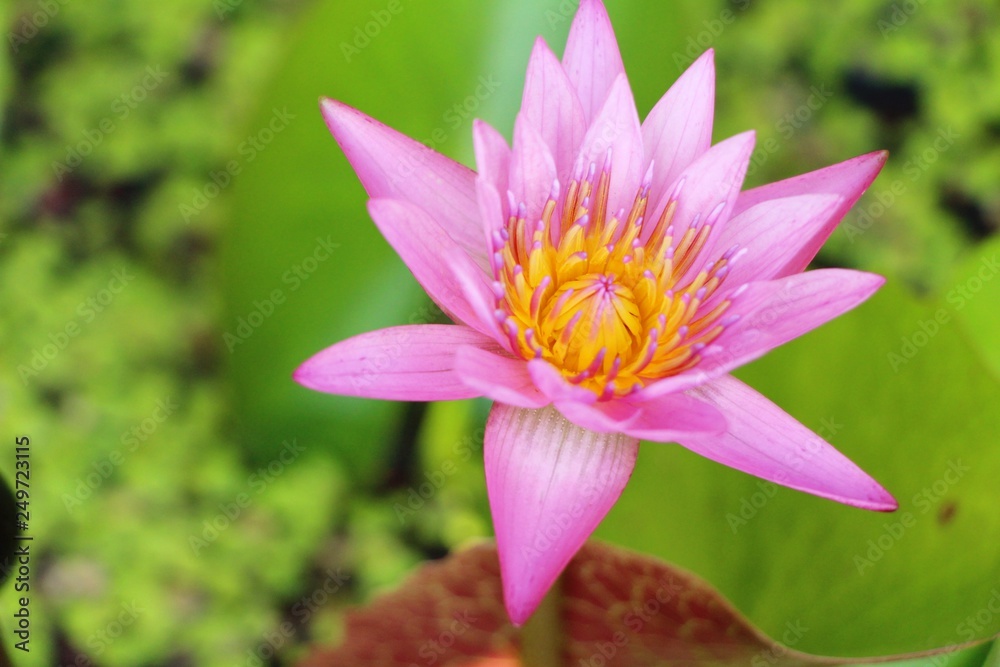 Beautiful lotus in the pond with nature Beautiful lotus in the pond with nature