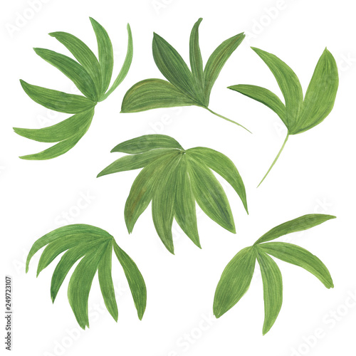 Wallpaper Mural Watercolor painting  set of tropical palm leaves. Design elements isolated on white Torontodigital.ca