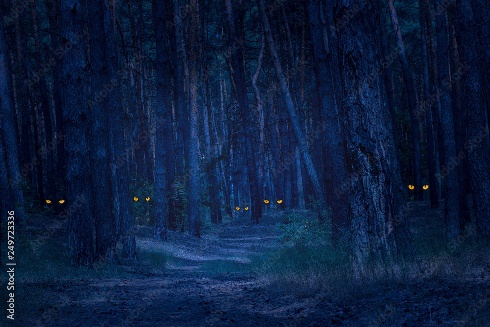 dark and scary night forest with tall pines and wild animals with