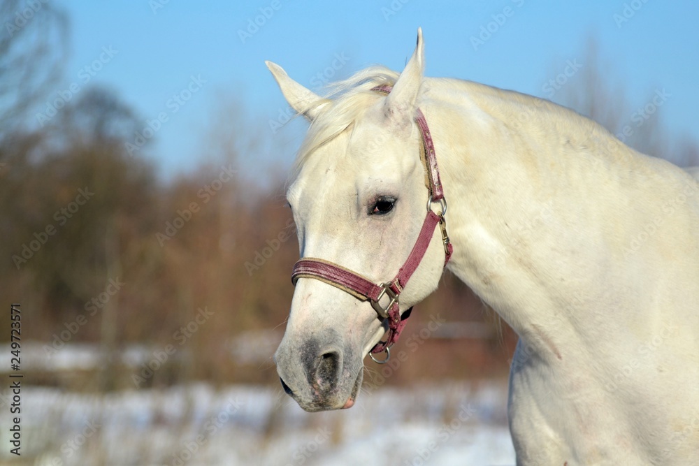 Tersk stud Tersk stud