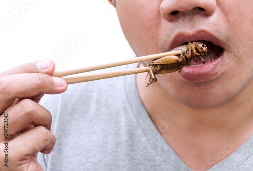 Food Insects: Man's hand holding chopsticks eating Cricket insect deep-fried for eat as food snack on white background, it is good source of meal high protein edible. Entomophagy concept. © nicemyphoto