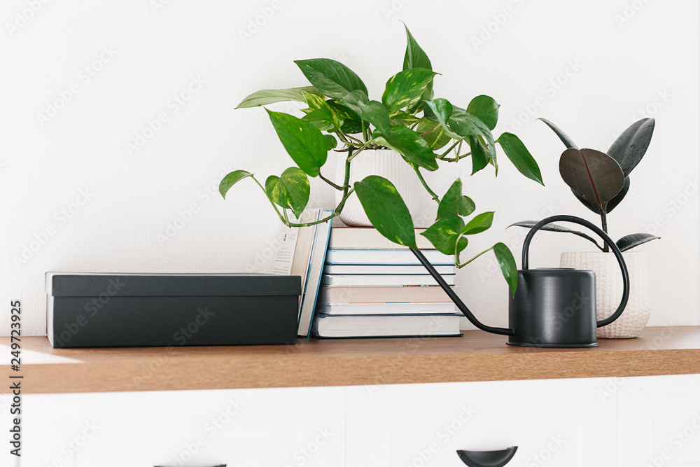 Different houseplants, pile of books and watering can arranged on the wooden shelf Different houseplants, pile of books and watering can arranged on the wooden shelf