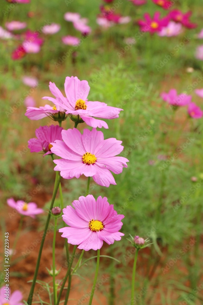 Beautiful cosmos colorful flowers in the garden Beautiful cosmos colorful flowers in the garden
