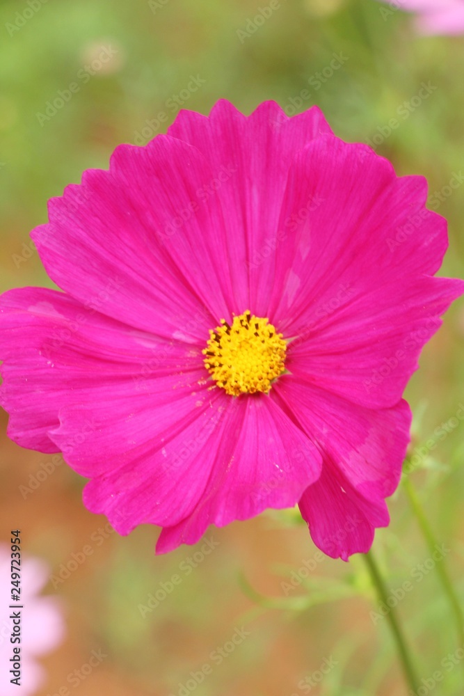 Beautiful cosmos colorful flowers in the garden Beautiful cosmos colorful flowers in the garden