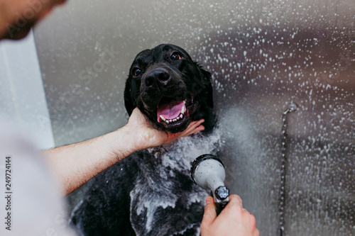 young man washing and cleaning a black labrador in grooming salon. animals clean and healthy concept.