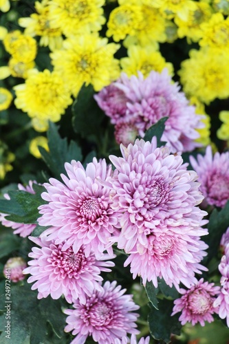 Chrysanthemums flower is beautiful in the garden