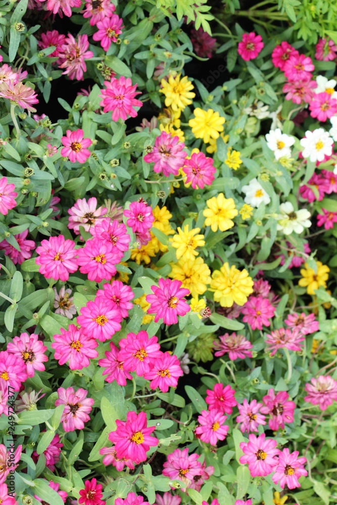 Chrysanthemums flower is beautiful in the garden