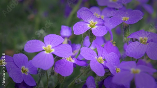 Veilchen Blumen 