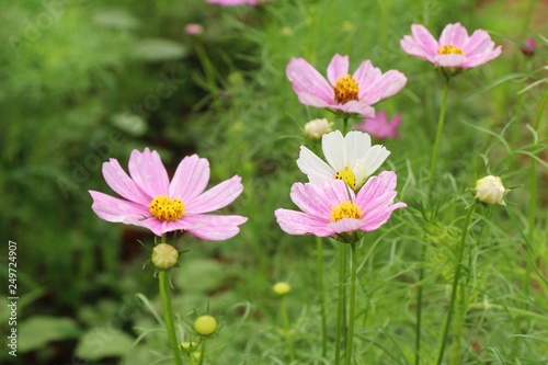 Beautiful cosmos colorful flowers in the garden