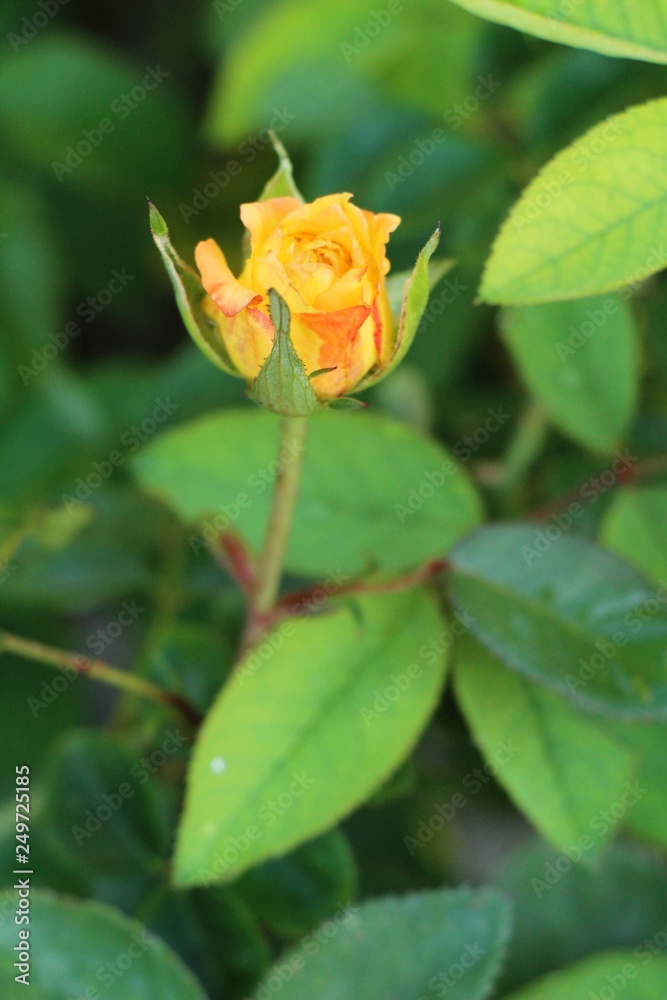 Beautiful roses is blooming in the garden Beautiful roses is blooming in the garden