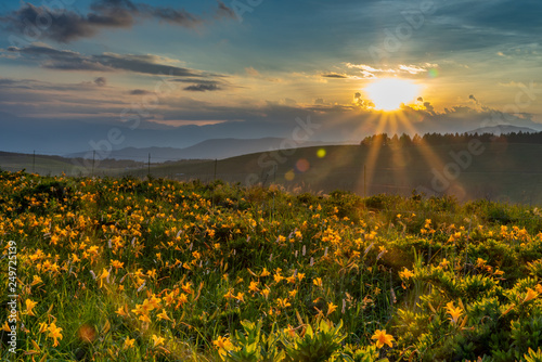 Kirigamine Highlands sunset with flowers and mountain © Joshua