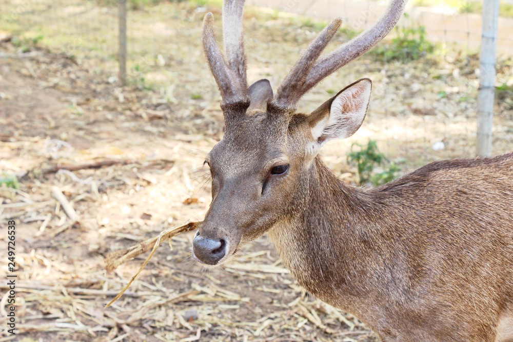 Deer in the zoo with the nature Deer in the zoo with the nature