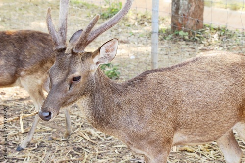 Deer in the zoo with the nature