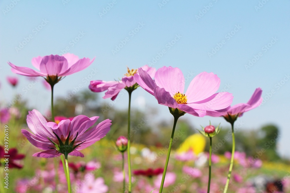 Beautiful cosmos colorful flowers in the garden Beautiful cosmos colorful flowers in the garden