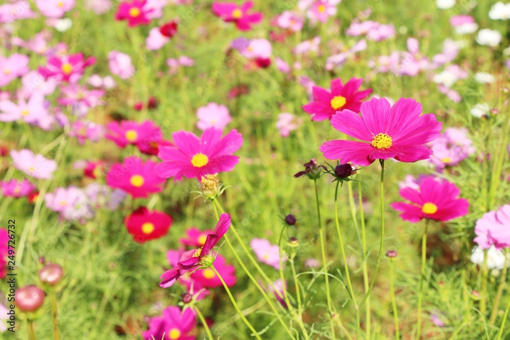 Beautiful cosmos colorful flowers in the garden Beautiful cosmos colorful flowers in the garden
