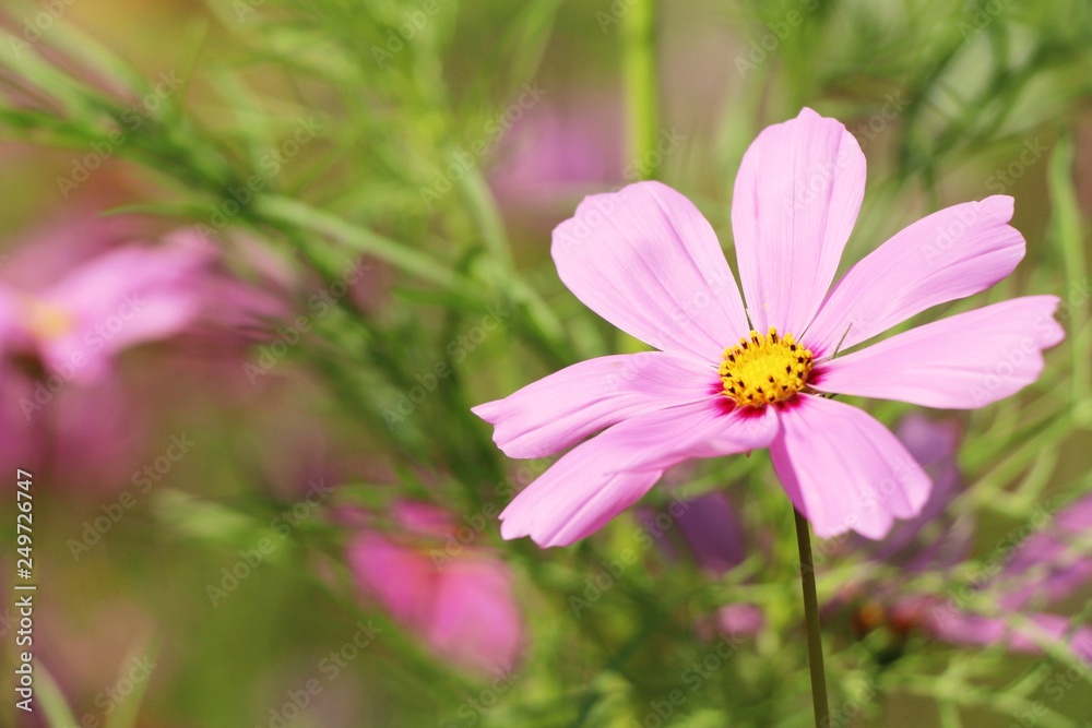 Beautiful cosmos colorful flowers in the garden Beautiful cosmos colorful flowers in the garden