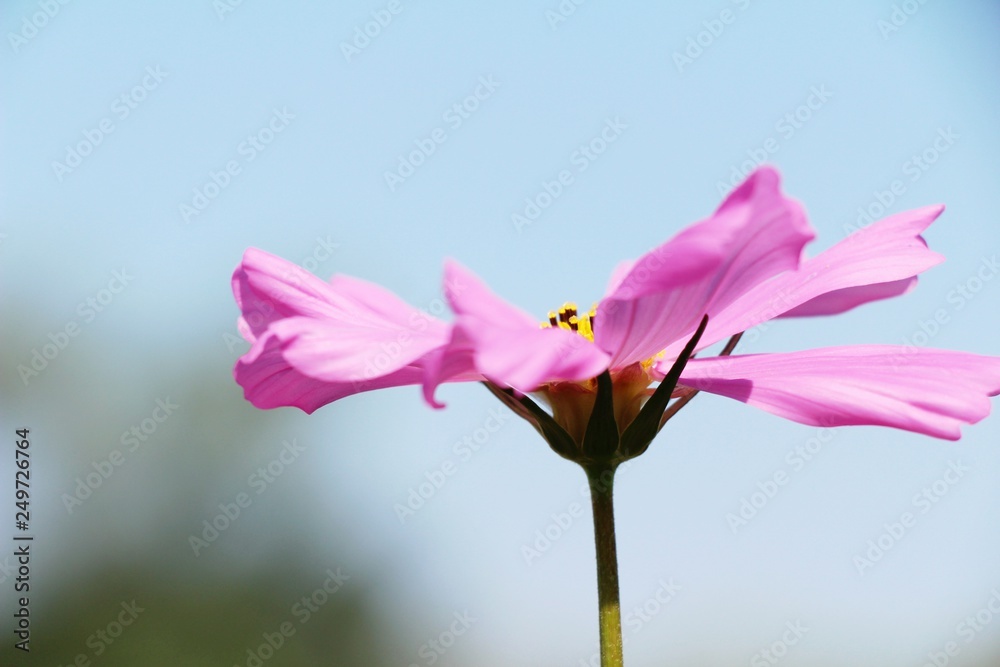 Beautiful cosmos colorful flowers in the garden Beautiful cosmos colorful flowers in the garden
