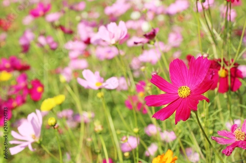 Beautiful cosmos colorful flowers in the garden