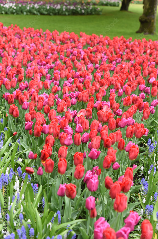 Colorful tulips in spring