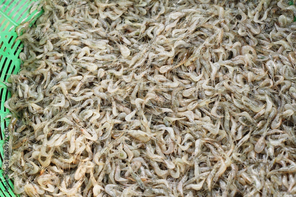 Fresh shrimp for cooking at street food Fresh shrimp for cooking at street food