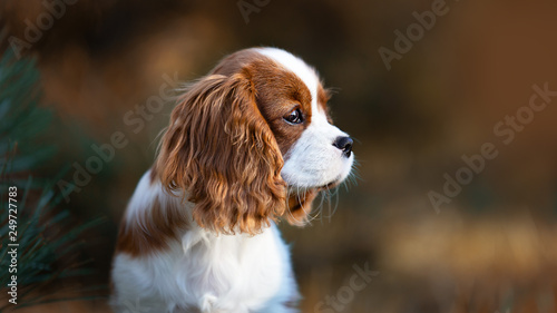 Fotografering Portrait Cavalier King Charles Welpe Hund