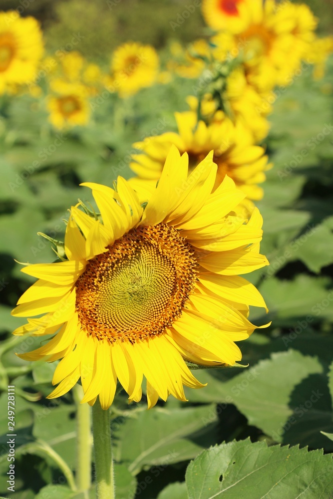 Sunflowers field at beautiful in the garden Sunflowers field at beautiful in the garden