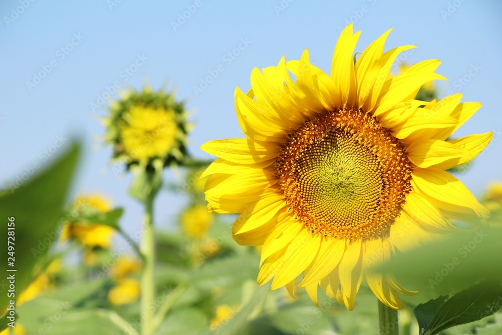 Sunflowers field at beautiful in the garden Sunflowers field at beautiful in the garden