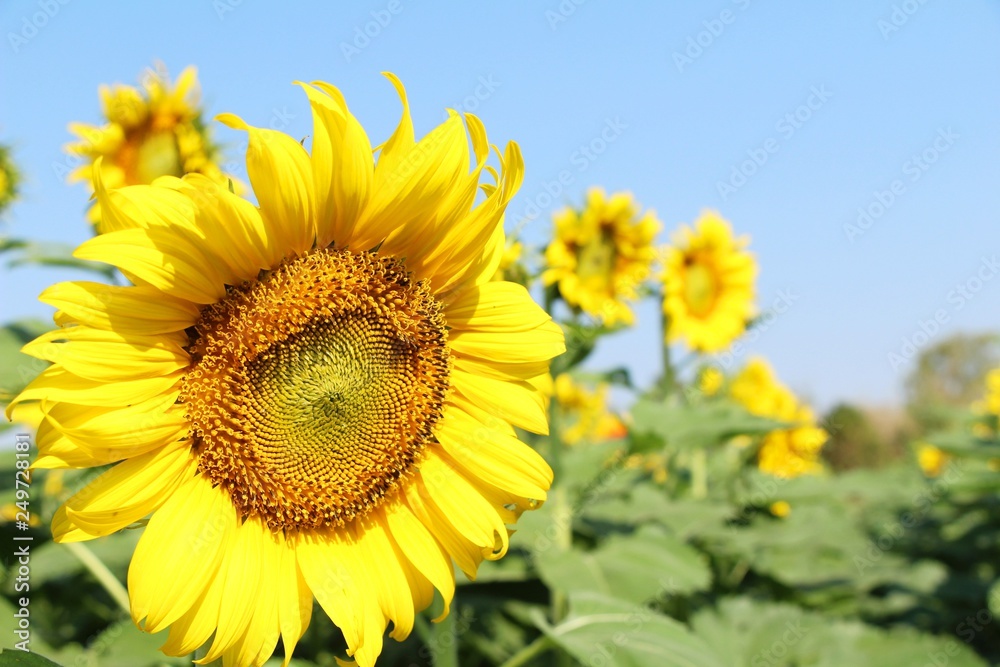 Sunflowers field at beautiful in the garden Sunflowers field at beautiful in the garden