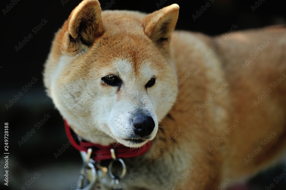 じっと見ている柴犬