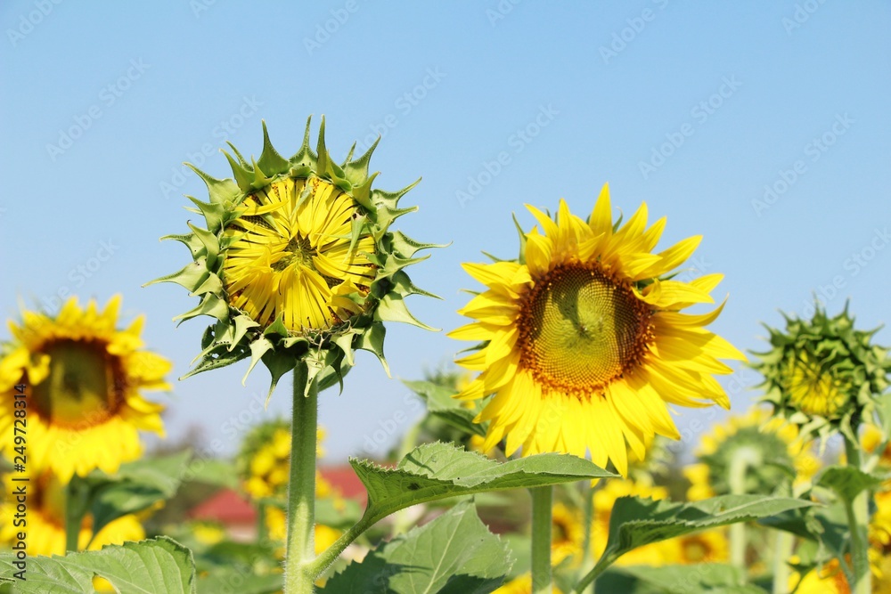 Sunflowers field at beautiful in the garden Sunflowers field at beautiful in the garden