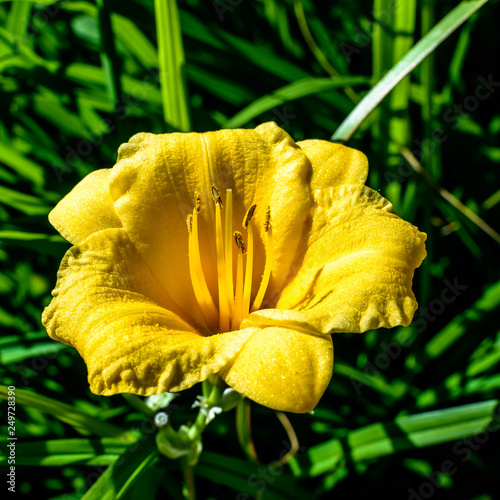 Yellow dayliliy (Hemerocallis sp.) on terrace in Vienna (Austria) photo