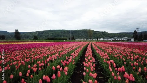 Wallpaper Mural Aerial Pan Right to Left: Different Shades of the Tulip Field in Washington Torontodigital.ca