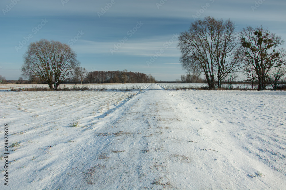 Road and fields covered with snow, big trees on the horizon and blue sky