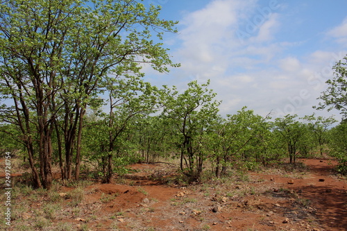 Typical Mopani woodland found in the northern parts of South Africa.