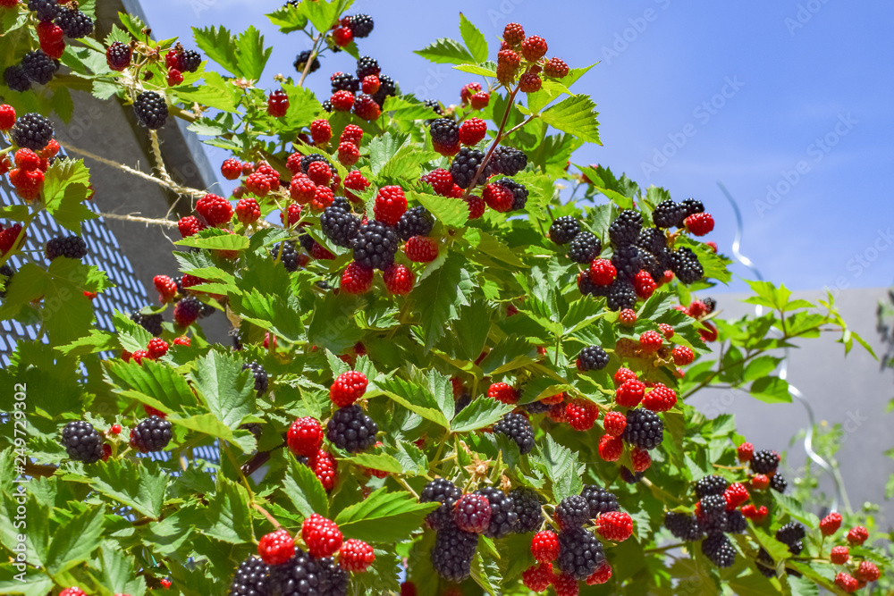 Ripe and unripe blackberries growing on a rooftop garden in Vienna