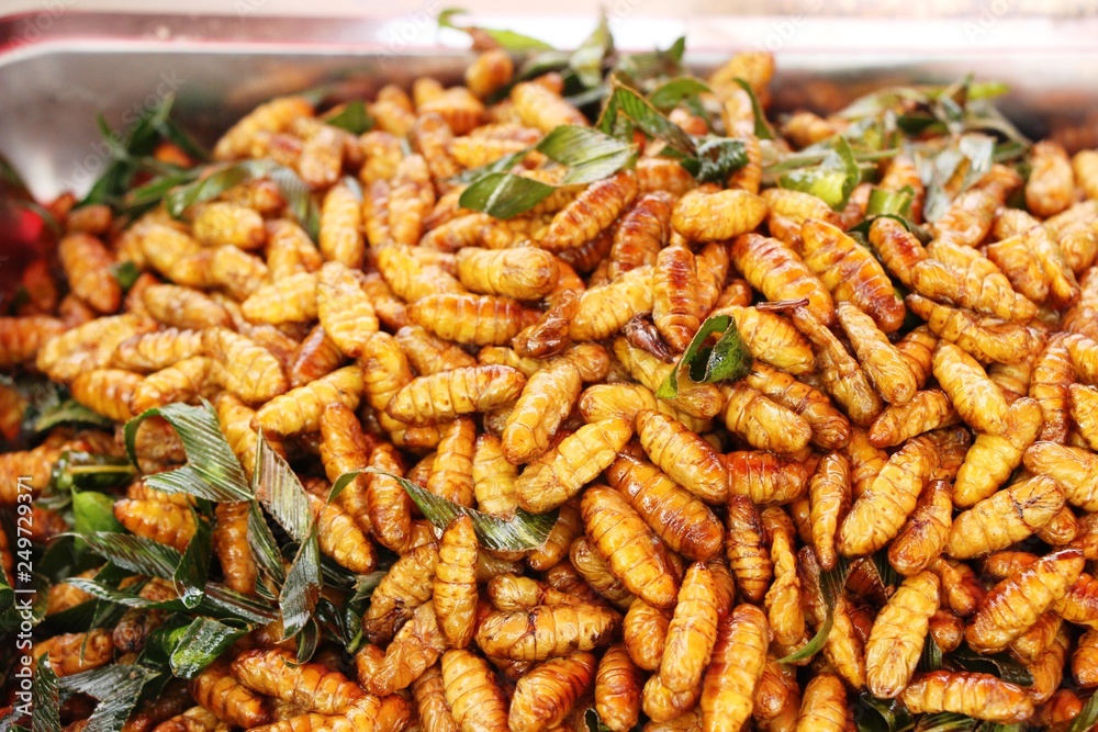 Fried silk worms delicious in street food