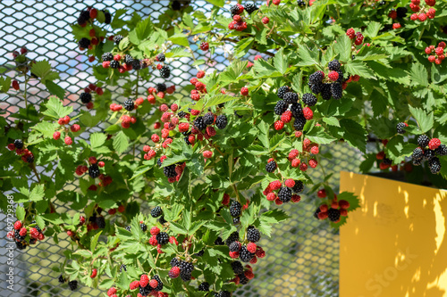 Ripe and unripe blackberries growing on a rooftop garden in Vienna photo