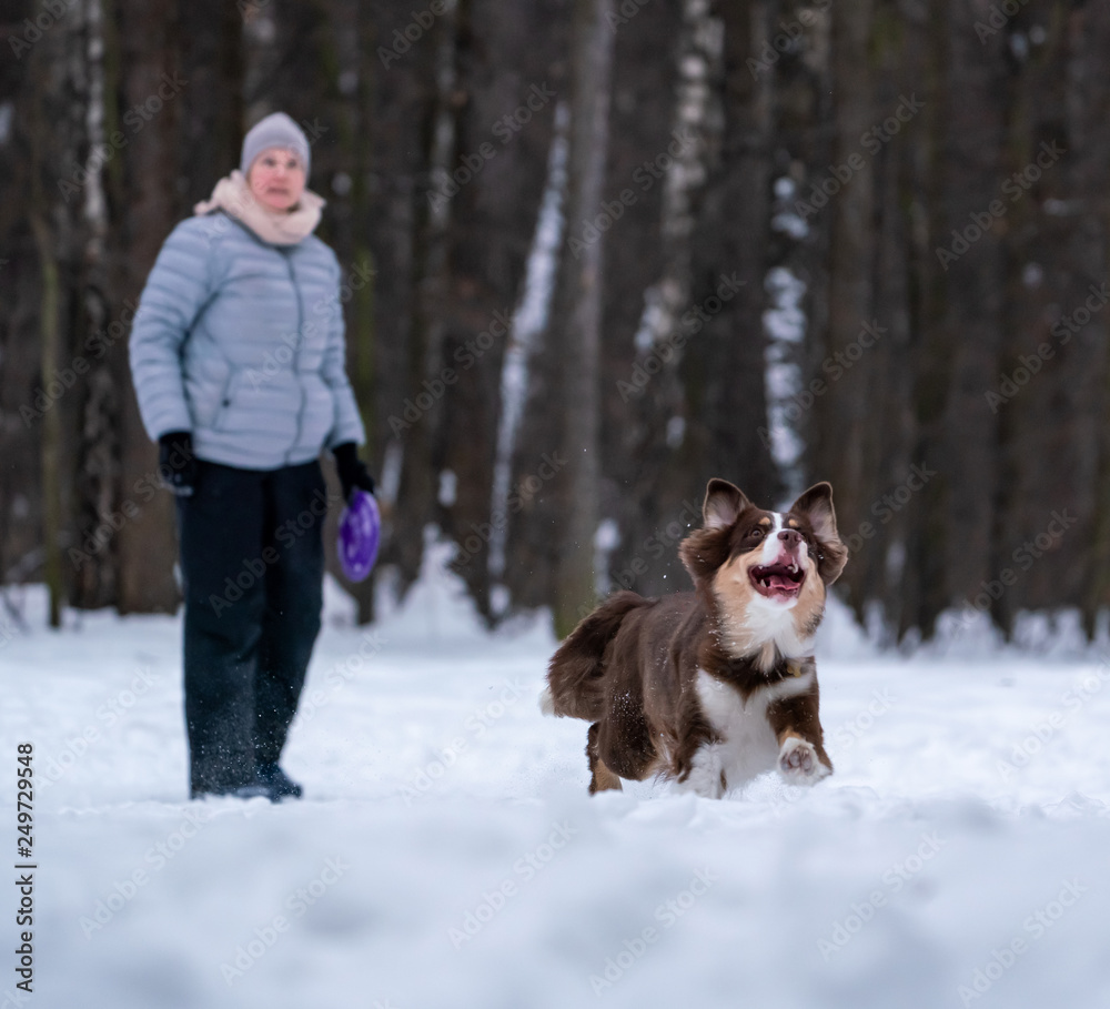 woman and dog breed Australian Shepherd playing dog frisbee in the snow