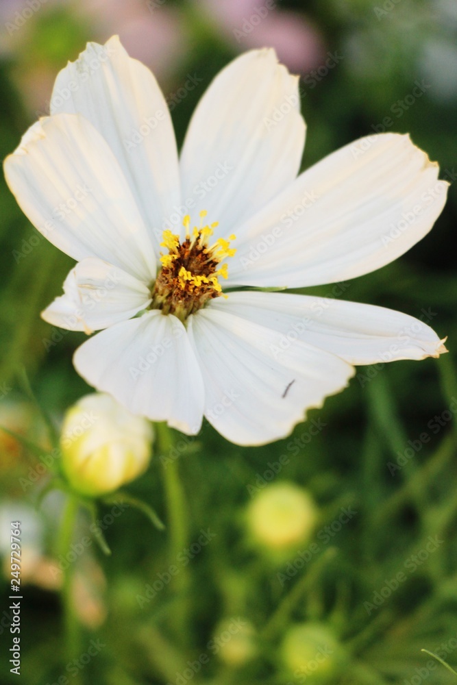 Beautiful cosmos colorful flowers in the garden Beautiful cosmos colorful flowers in the garden