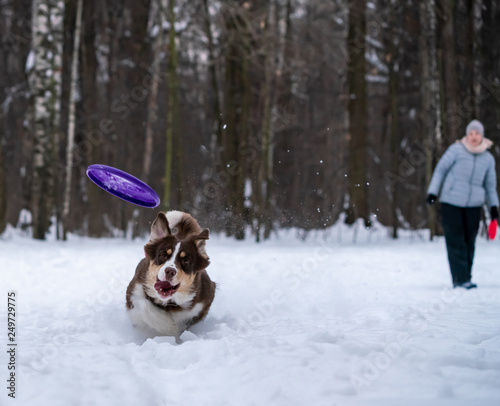Fototapeta Naklejka Na Ścianę i Meble -  woman and dog breed Australian Shepherd playing dog frisbee in the snow