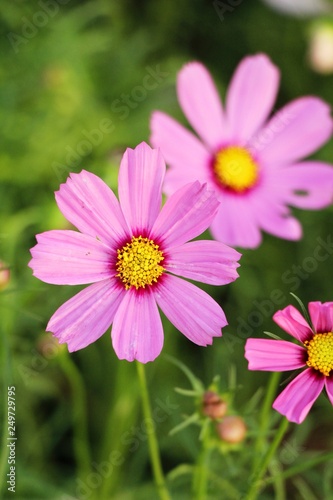 Beautiful cosmos colorful flowers in the garden