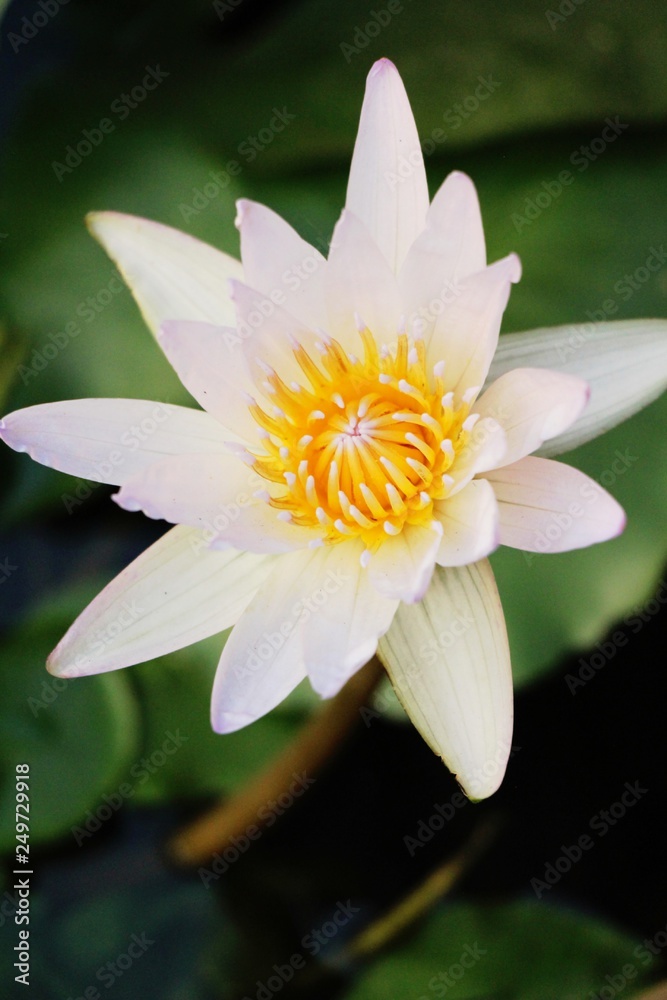 Beautiful lotus in the pond with nature Beautiful lotus in the pond with nature