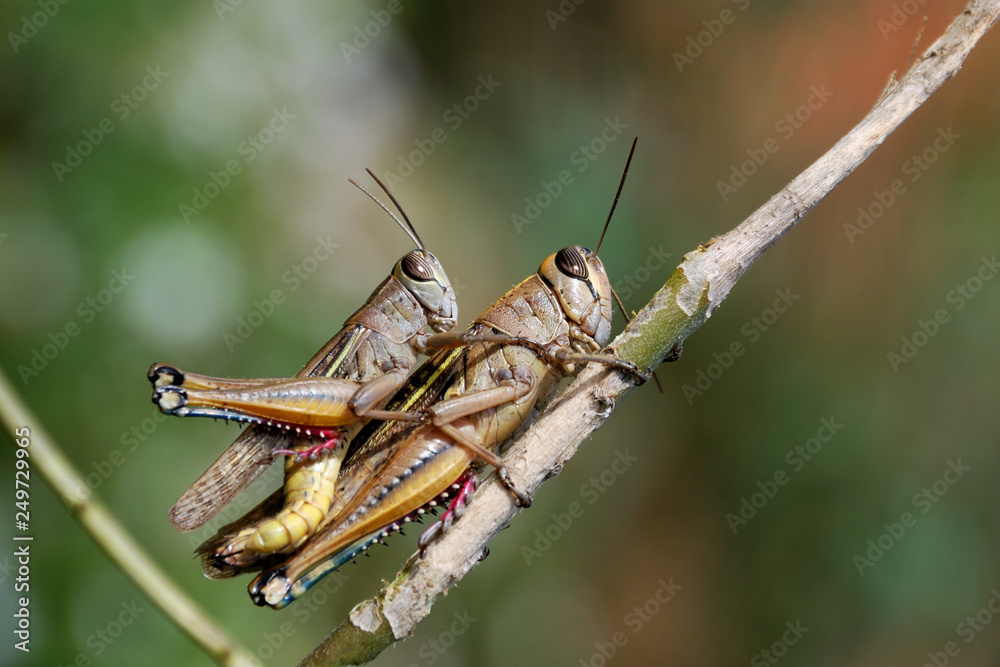Fototapeta premium Grasshoppers couple