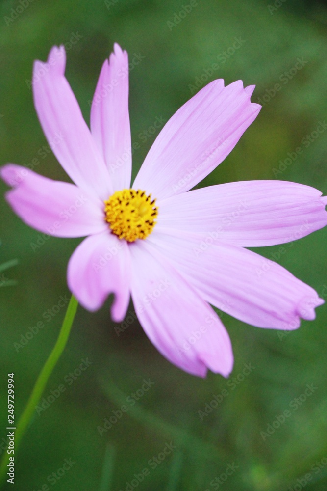 Beautiful cosmos colorful flowers in the garden