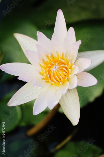 Beautiful lotus in the pond with nature