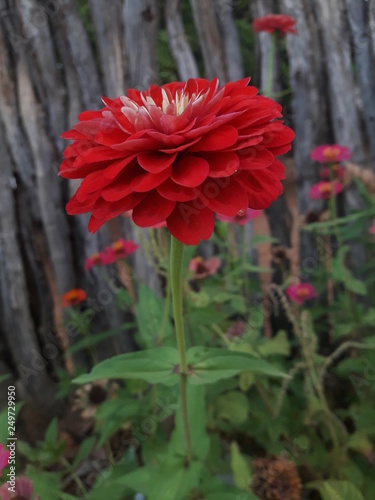 Flower2
